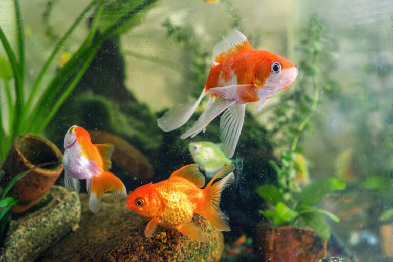 poissons japonais dans aquarium