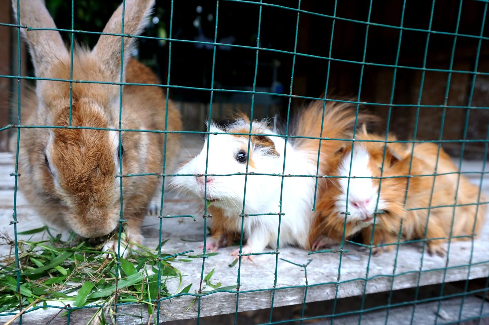 lapin et hamsters.