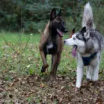 COMPORTEMENTALISTE CHIEN CHAT EDUCATION CANINE REEDUCATION CANINE ORLEANS GIDY