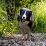 photographe animalier et de famille shooting photo personnalisé chien chat orléans Gidy