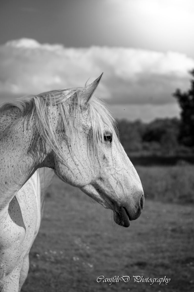 hooting photo photographie souvenirs animaux chiens chats famille services de photographies photography