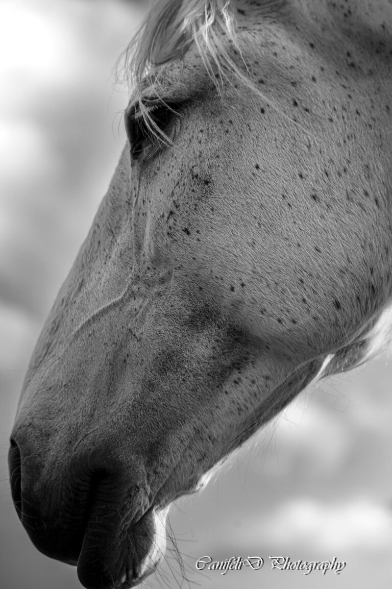 hooting photo photographie souvenirs animaux chiens chats famille services de photographies photography