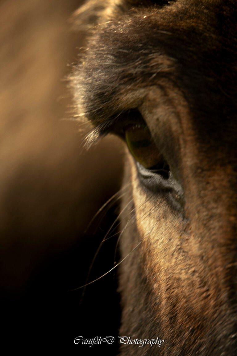 hooting photo photographie souvenirs animaux chiens chats famille services de photographies photography