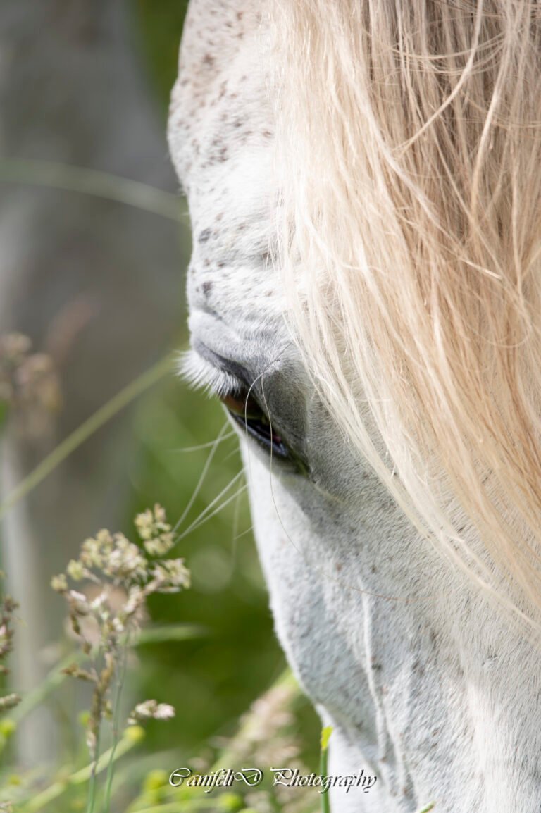 hooting photo photographie souvenirs animaux chiens chats famille services de photographies photography