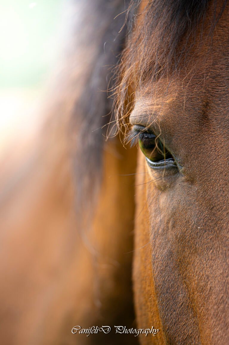 hooting photo photographie souvenirs animaux chiens chats famille services de photographies photography
