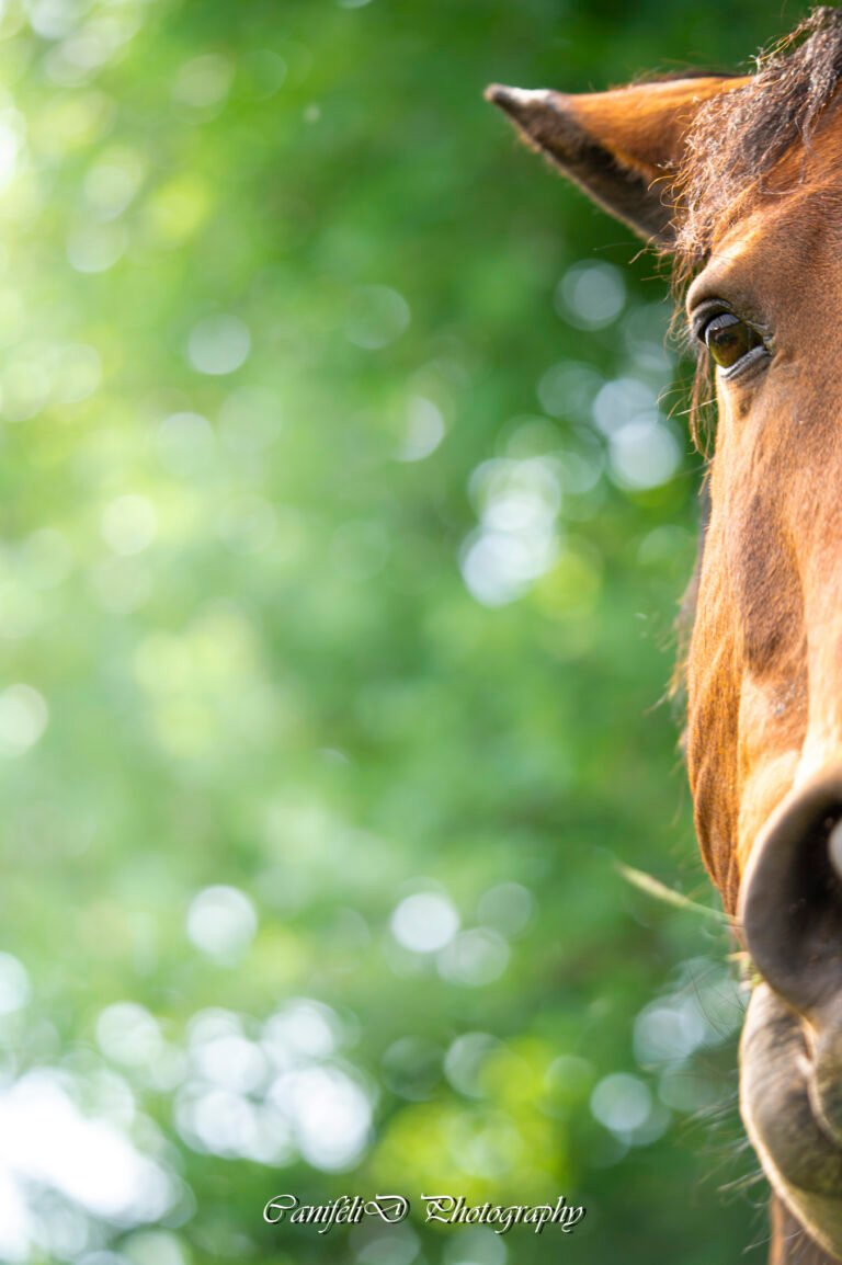 hooting photo photographie souvenirs animaux chiens chats famille services de photographies photography