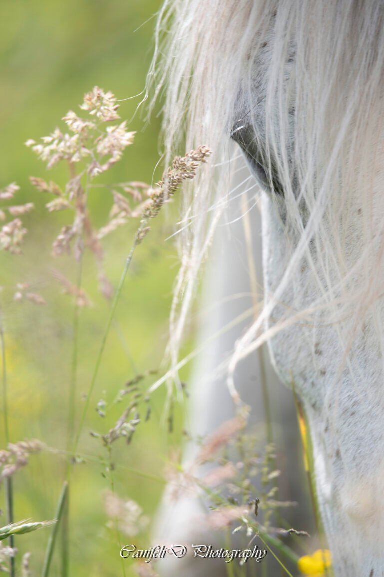 hooting photo photographie souvenirs animaux chiens chats famille services de photographies photography