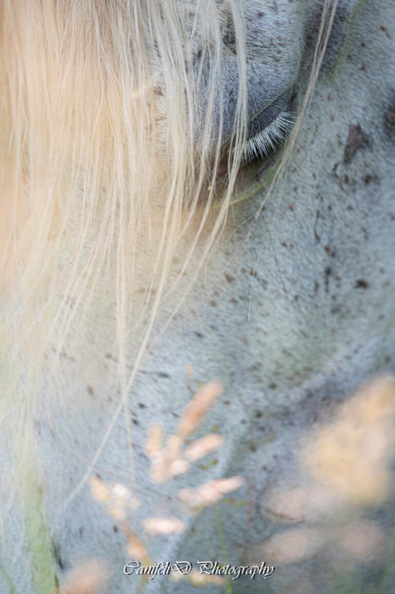 hooting photo photographie souvenirs animaux chiens chats famille services de photographies photography