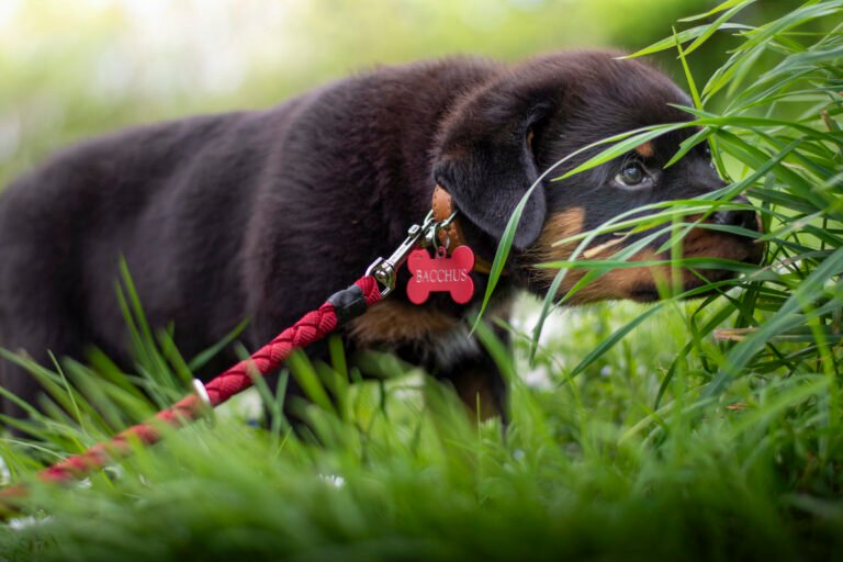 hooting photo photographie souvenirs animaux chiens chats famille services de photographies photography