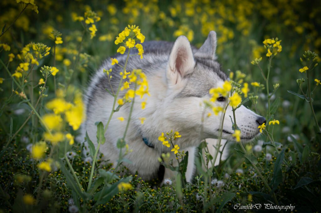 hooting photo photographie souvenirs animaux chiens chats famille services de photographies photography