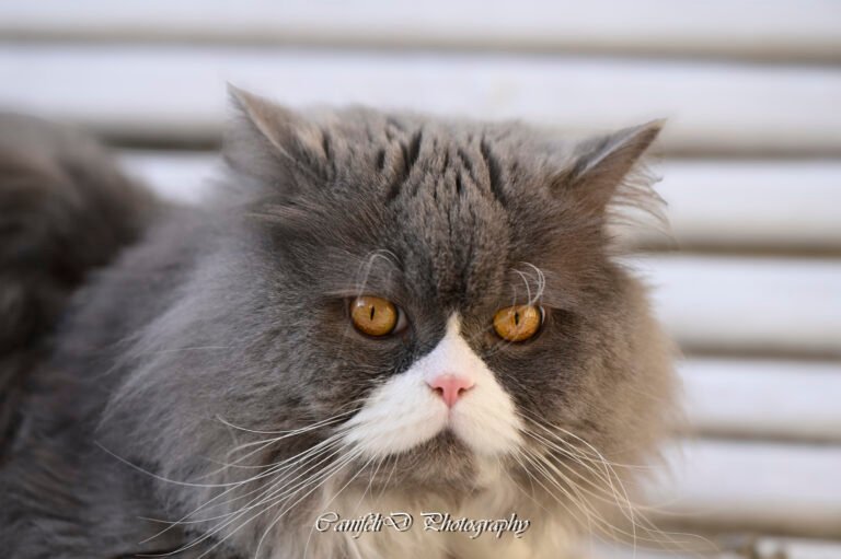 hooting photo photographie souvenirs animaux chiens chats famille services de photographies photography