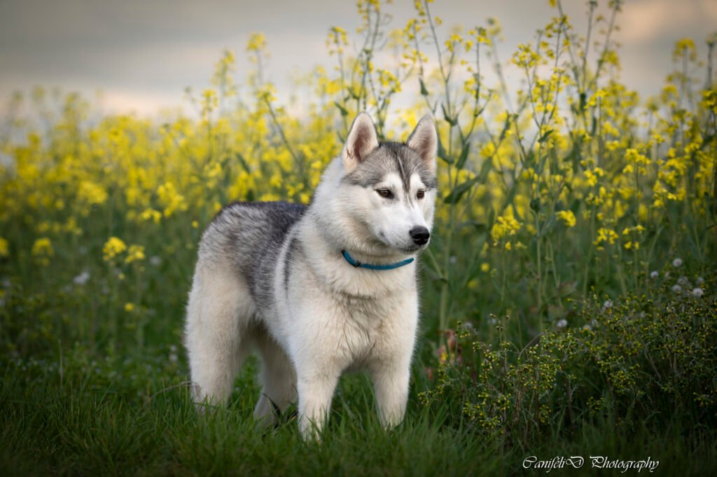 hooting photo photographie souvenirs animaux chiens chats famille services de photographies photography