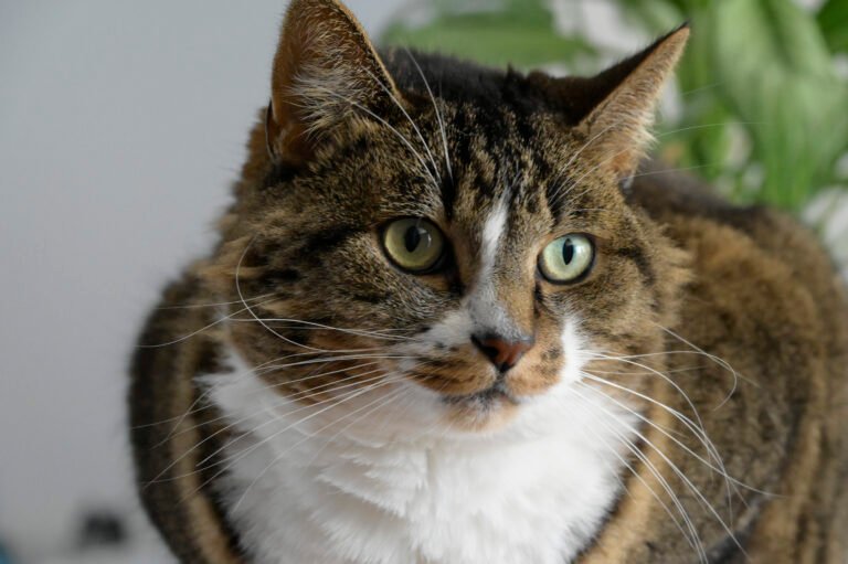 hooting photo photographie souvenirs animaux chiens chats famille services de photographies photography