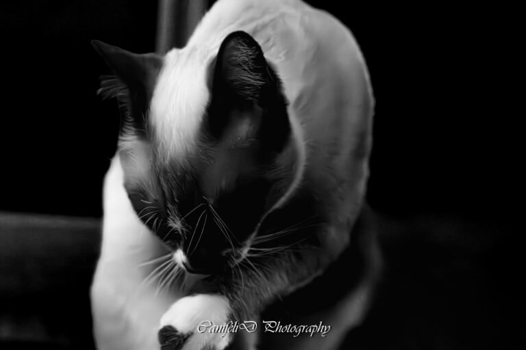 hooting photo photographie souvenirs animaux chiens chats famille services de photographies photography