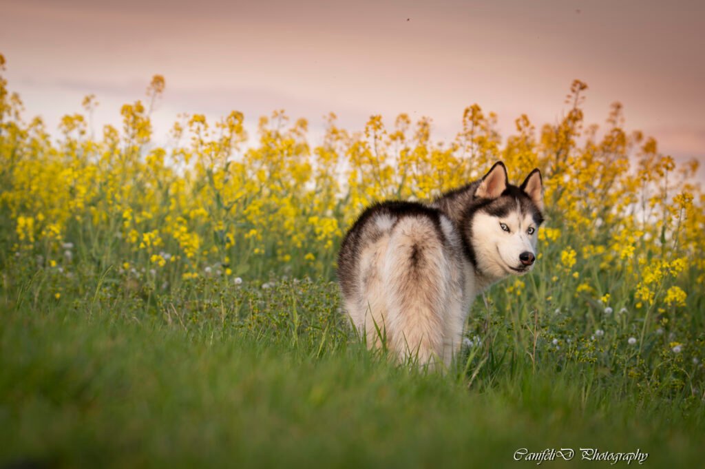 hooting photo photographie souvenirs animaux chiens chats famille services de photographies photography