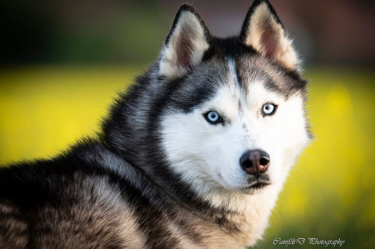 hooting photo photographie souvenirs animaux chiens chats famille services de photographies photography
