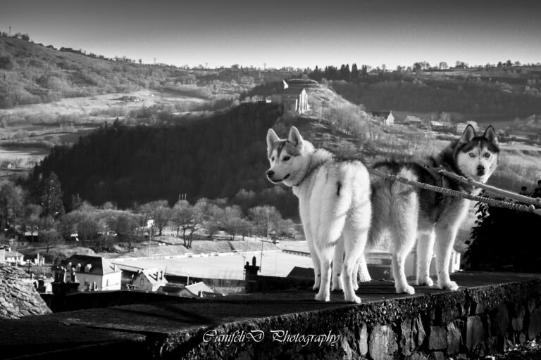 hooting photo photographie souvenirs animaux chiens chats famille services de photographies photography