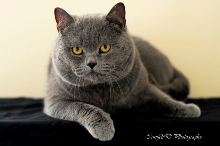 shooting photo photographie souvenirs animaux chiens chats famille services de photographies photography