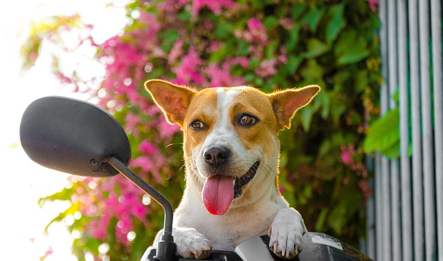 animal, pet, pets, dog, dogs, big, petasia, petvietnam, brown, pup, small, white, eye, sit, fun, sad, nature, hairy