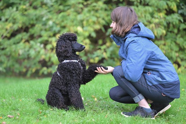 A woman trains her poodle outdoors, emphasizing pet training skills in a natural setting.